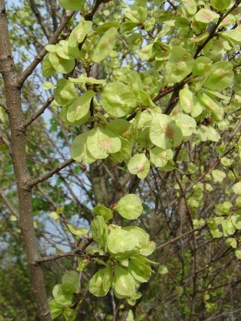 Ulmus vulgaris fruits